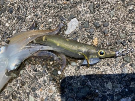 アオリの名残り