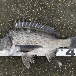 イチノ兄弟、釣果！