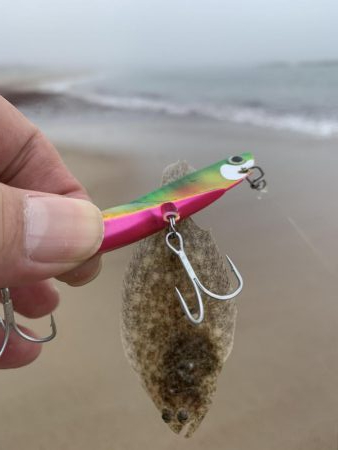 ヒラメ始めました