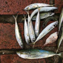 アジ16匹、ツバス1匹、コサバ11匹、チャリコ1匹