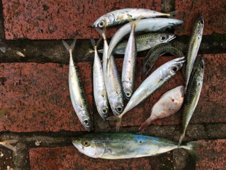 アジ16匹、ツバス1匹、コサバ11匹、チャリコ1匹