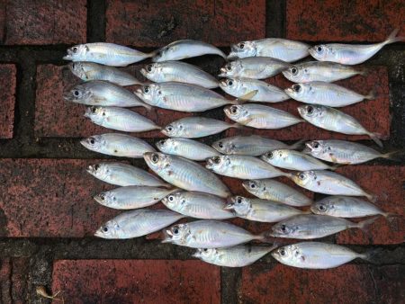 コアジ35匹、コサバ23匹