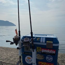 ケンサキ・アオリ狙いが・・・