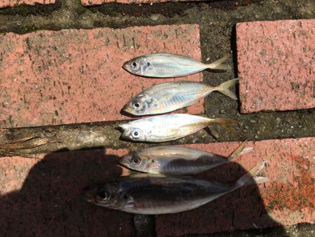 アジ5匹、ガシラ3匹