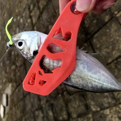 早朝アジングin舞洲