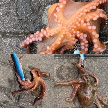 コスモ　タコ好調だけど、小さい