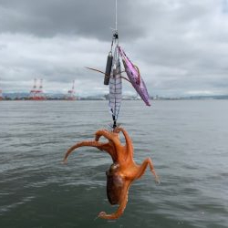 かもめ好調　コスモは、、、