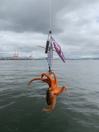 かもめ好調　コスモは、、、