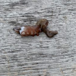 コスモのタコ　渋いけど　10杯