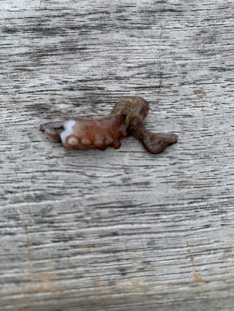 コスモのタコ　渋いけど　10杯