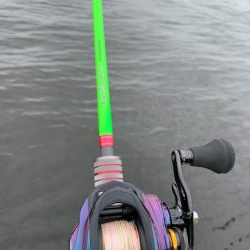 タコ　いることはいる