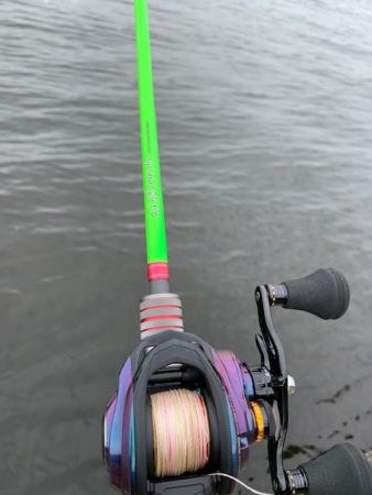 タコ　いることはいる