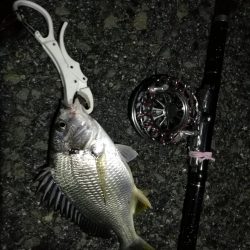 （2020/07/1 南港ヘチ釣り　キビレチヌ 31cm 釣果有り）