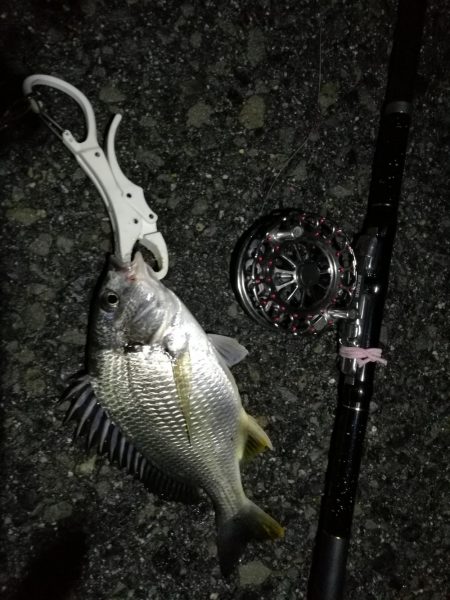 （2020/07/1 南港ヘチ釣り　キビレチヌ 31cm 釣果有り）