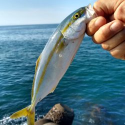ショアジギで三目釣り