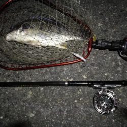 (2020/07/2 南港ヘチ釣り 真チヌ 41cm、キビレチヌ 42cm 釣果有り)