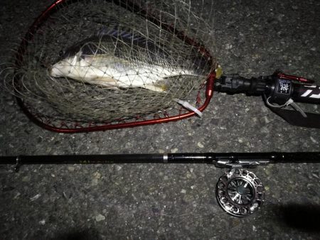 (2020/07/2 南港ヘチ釣り 真チヌ 41cm、キビレチヌ 42cm 釣果有り)