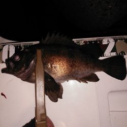 20upメバル入れ食い