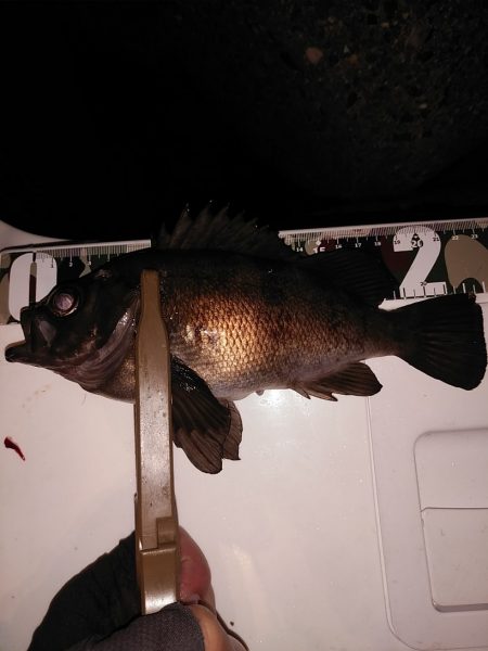 20upメバル入れ食い