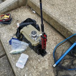 なんとか初ツバスゲット