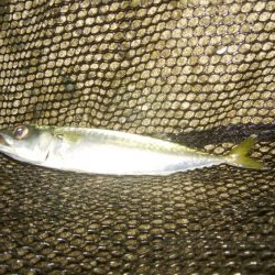 梅雨間アジング