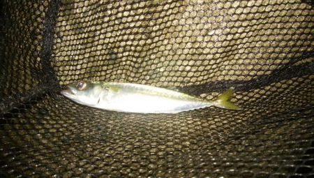 梅雨間アジング