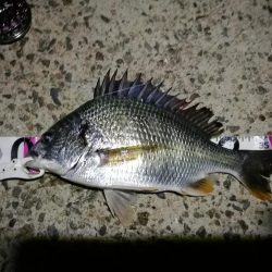 (2020/07/5 南港ヘチ釣り キビレチヌ 41cm、40cm~ 真チヌ 釣果有り)