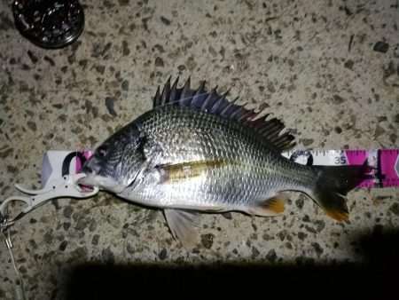 (2020/07/5 南港ヘチ釣り キビレチヌ 41cm、40cm~ 真チヌ 釣果有り)