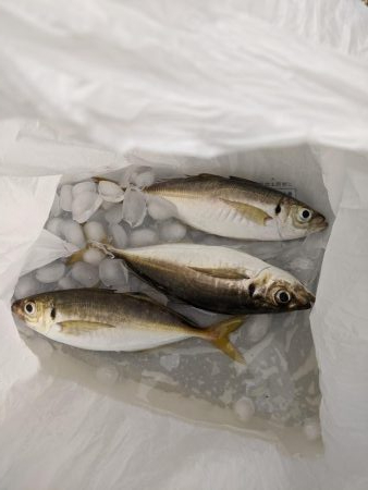 サバゲー好調　たまに中鯵が