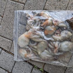 まだまだ一口サイズ