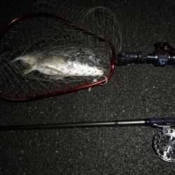 （2020/07/6 南港ヘチ釣り　 真チヌ:47.5cm、キビレチヌ 45.5cm、40cm~ 釣果有り）