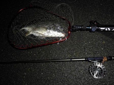 （2020/07/6 南港ヘチ釣り　 真チヌ:47.5cm、キビレチヌ 45.5cm、40cm~ 釣果有り）