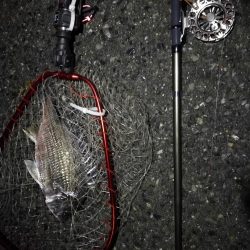 (2020/07/8 南港ヘチ釣り 真チヌ:46cm、キビレチヌ 39cm、35cm~ 釣果有り)