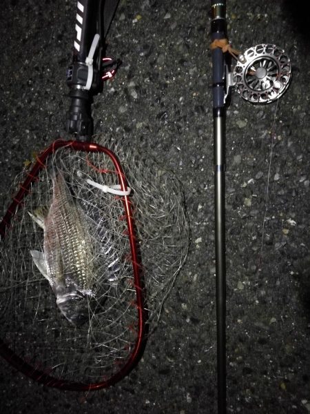 (2020/07/8 南港ヘチ釣り 真チヌ:46cm、キビレチヌ 39cm、35cm~ 釣果有り)