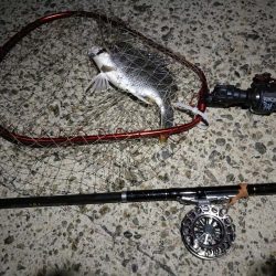 (2020/07/12 南港ヘチ釣り キビレチヌ 41cm、32㎝~ 真チヌ 釣果有り)