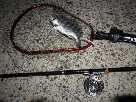 (2020/07/12 南港ヘチ釣り キビレチヌ 41cm、32㎝~ 真チヌ 釣果有り)