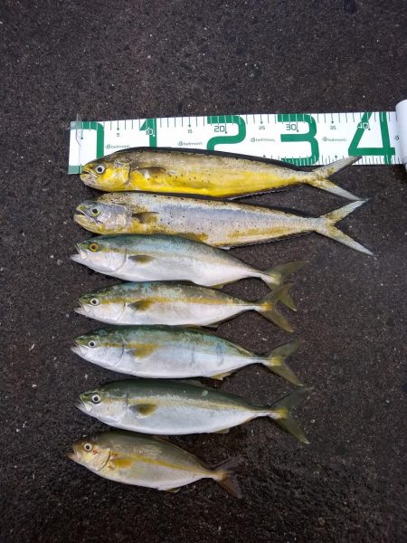 三目ショアジギ