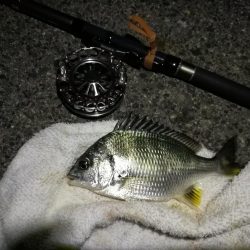 (2020/07/13 南港ヘチ釣り キビレチヌ 46cm 釣果有り)