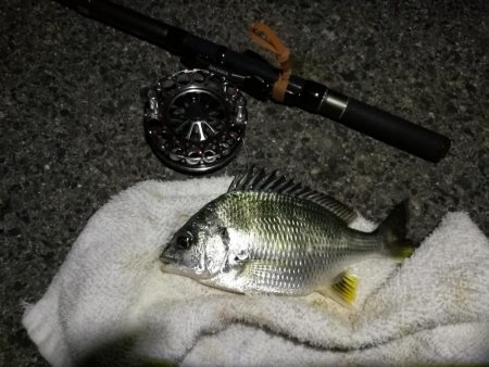 (2020/07/13 南港ヘチ釣り キビレチヌ 46cm 釣果有り)