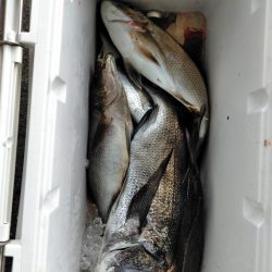 梅雨チヌ・・・