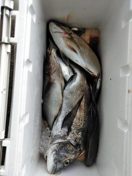 梅雨チヌ・・・