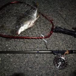 (2020/07/17 南港ヘチ釣り キビレチヌ 38cm、33㎝~ 釣果有り)