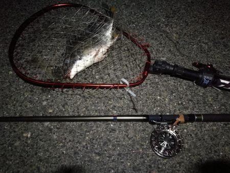 (2020/07/17 南港ヘチ釣り キビレチヌ 38cm、33㎝~ 釣果有り)