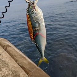 相変わらずのチビ