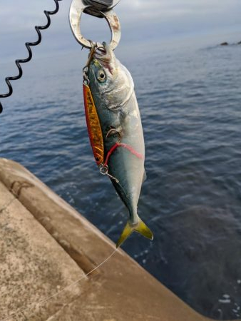 相変わらずのチビ