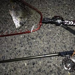 （2020/07/19 南港ヘチ釣り　 真チヌ 48.5㎝キビレチヌ 35.5cm、ガシラ：22㎝ 釣果有り）