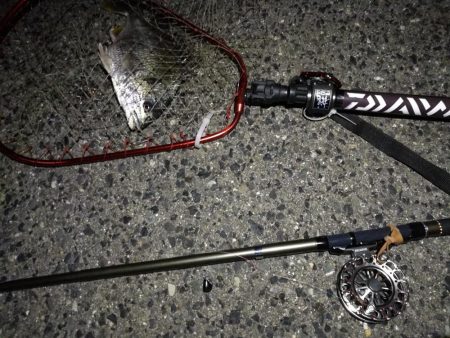 （2020/07/19 南港ヘチ釣り　 真チヌ 48.5㎝キビレチヌ 35.5cm、ガシラ：22㎝ 釣果有り）