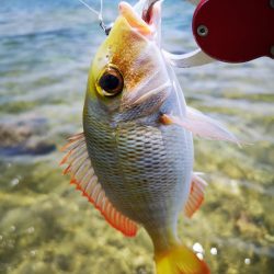 インリーフで小物狙い