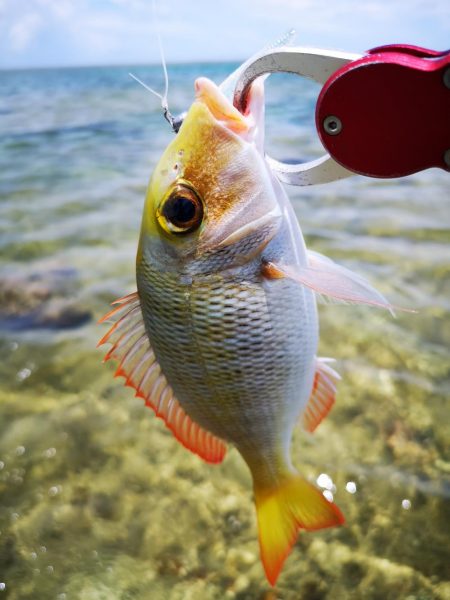 インリーフで小物狙い
