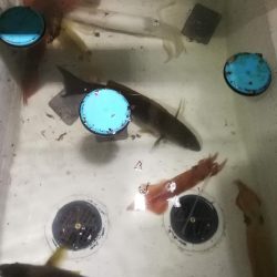 初めてのイカメタル